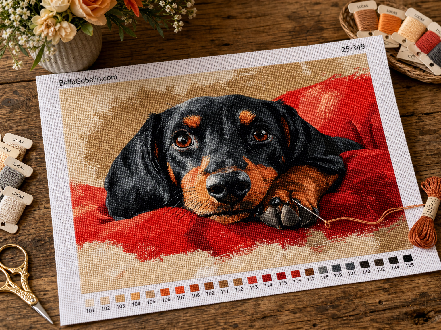 Portret de câine Dachshund, cățel Dachshund – 25-349