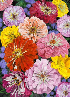 Flori colorate