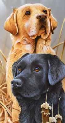 Doi Labradori