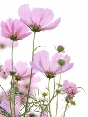 Floare de cosmos