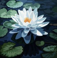Nymphaea – 24-135