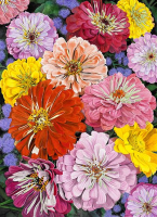 Flori colorate