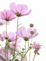 Floare de cosmos