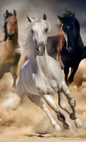 Cai în galop